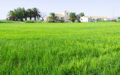 Sawah di wilayah desa.