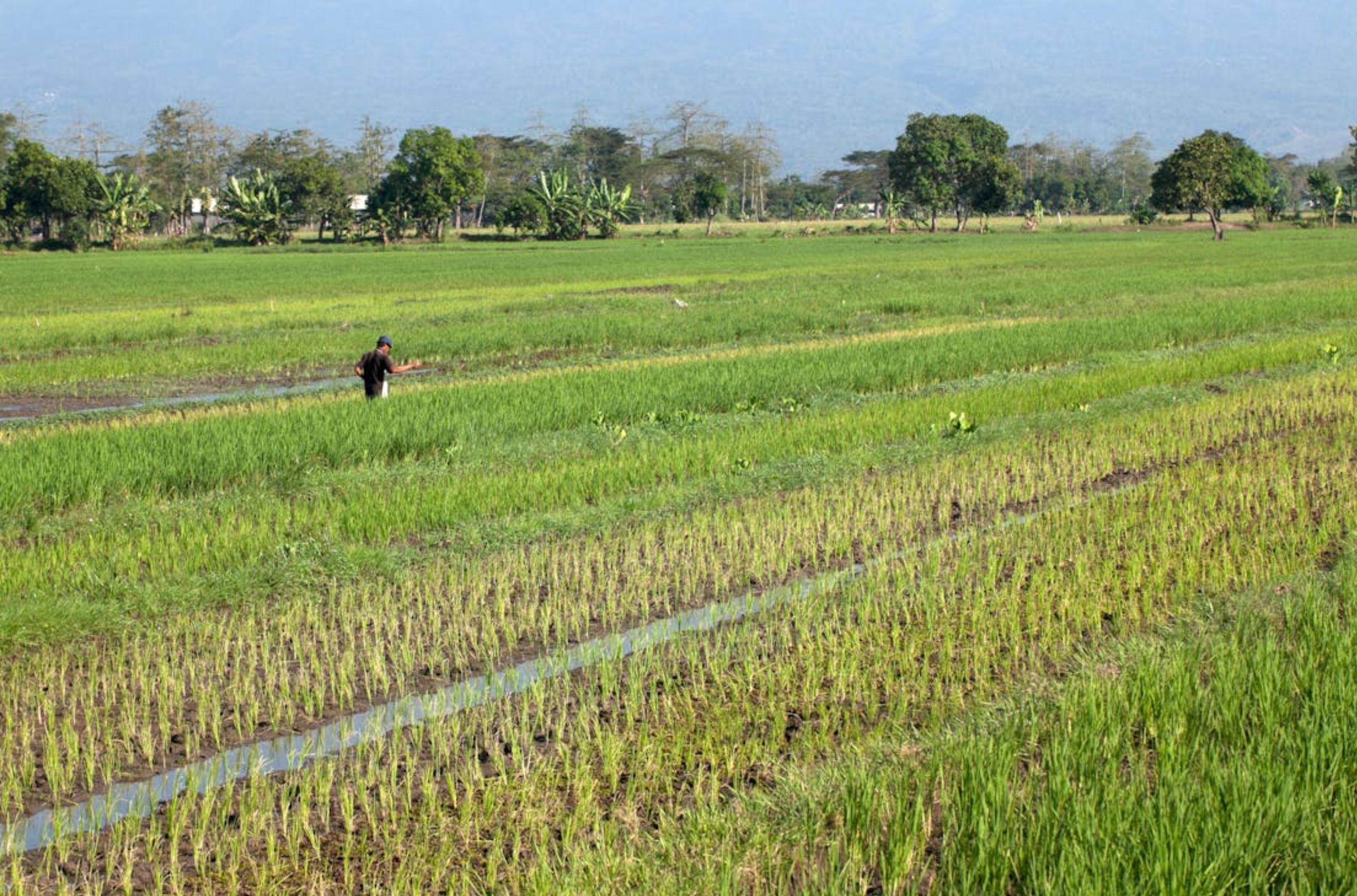 Jangan Asal Beli Tanah! Kenali Lahan Sawah Dilindungi dan Aturannya