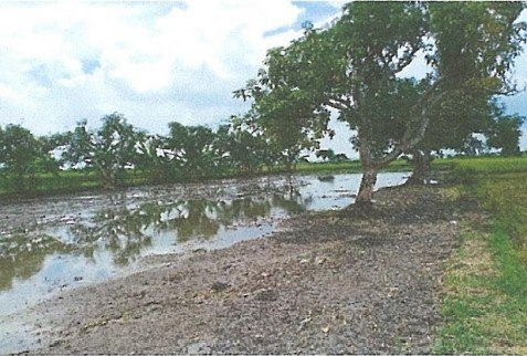 Dijual Tanah Lelang di Balongpanggang Gresik Dekat Jalan Raya dan RS - Thumbnail 3
