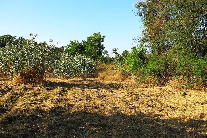 Dijual Lelang Ruko Lahan Luas Lokasi Dekat Ponpes di Situbondo - Thumbnail 2