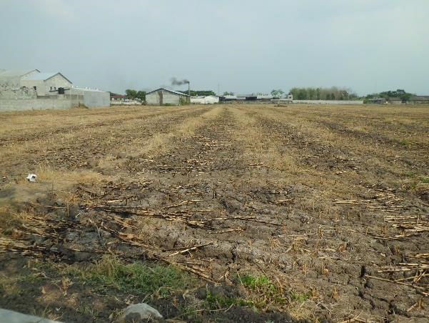 Jual Murah Lelang Tanah Kavling Mojoagung Lokasi Industri Jombang - Image 1