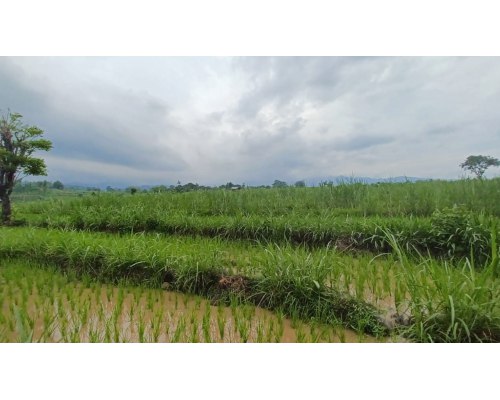Dijual Lelang Tanah Sawah Murah Luas Lokasi di Situbondo - Image 1
