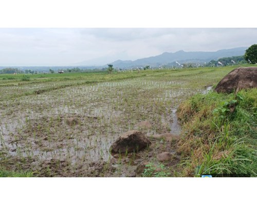 Dijual Lelang Tanah Sawah Murah Lokasi Strategis di Situbondo - Image 1