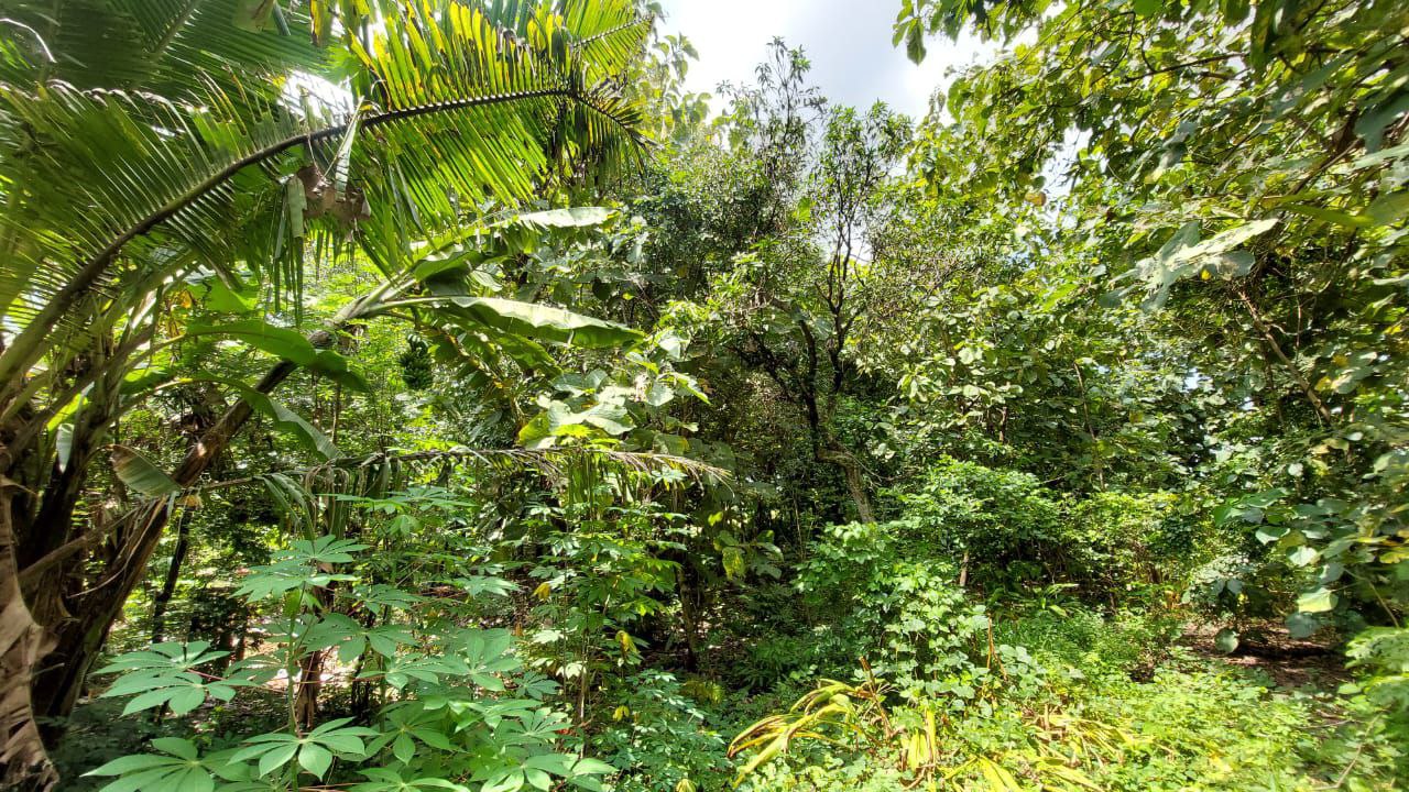 Dijual Tanah Pekarangan Lokasi Strategis di Dusun Bulu Randusongo Ngawi - Thumbnail 4