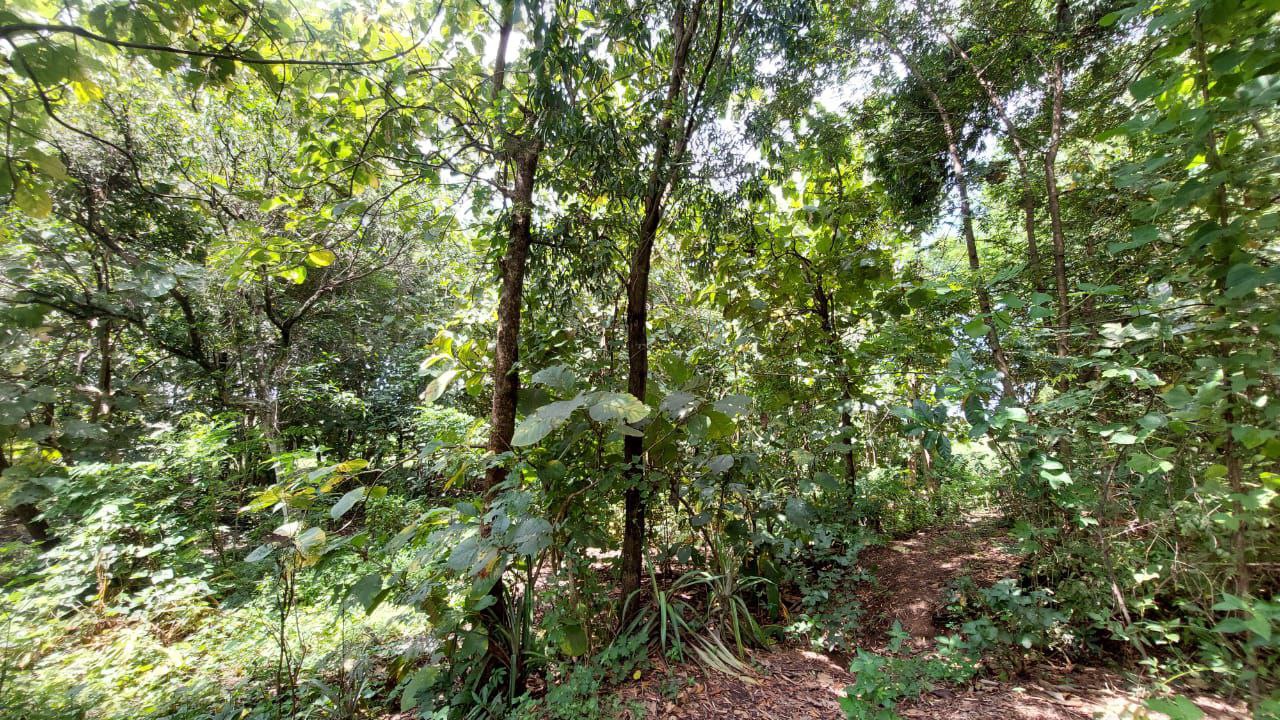 Dijual Tanah Pekarangan Lokasi Strategis di Dusun Bulu Randusongo Ngawi - Thumbnail 2