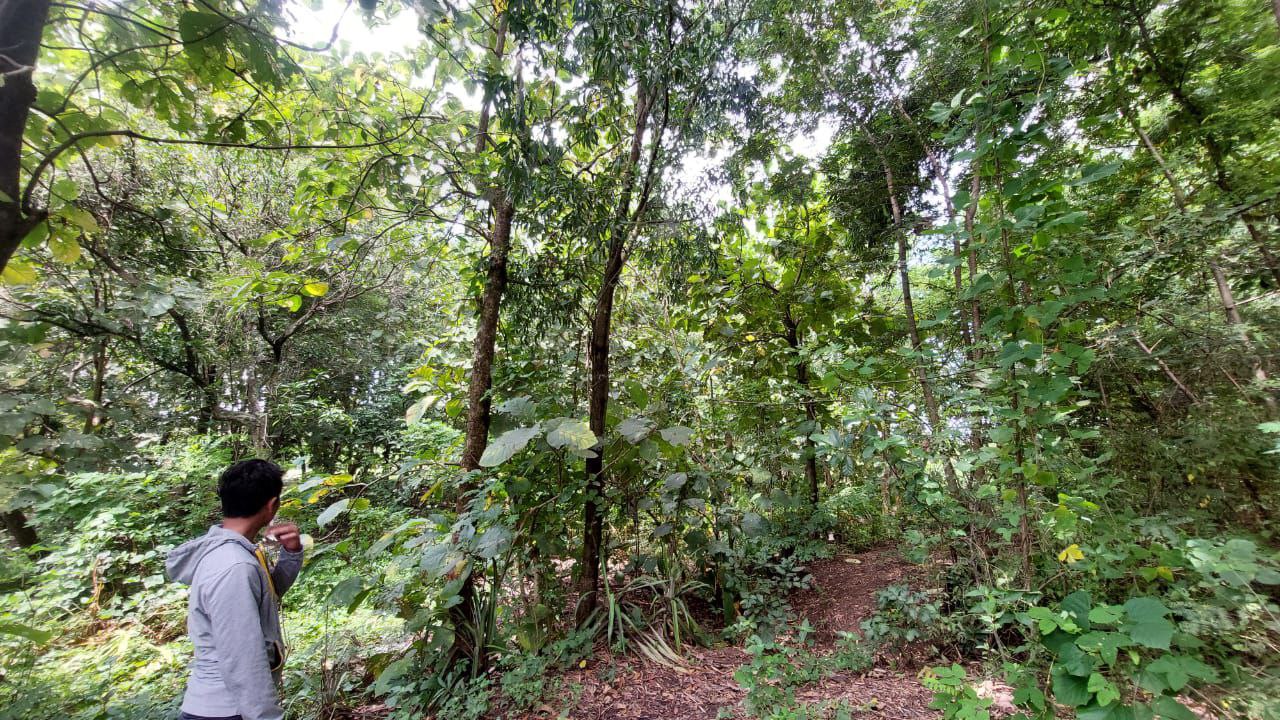 Dijual Tanah Pekarangan Lokasi Strategis di Dusun Bulu Randusongo Ngawi - Image 1
