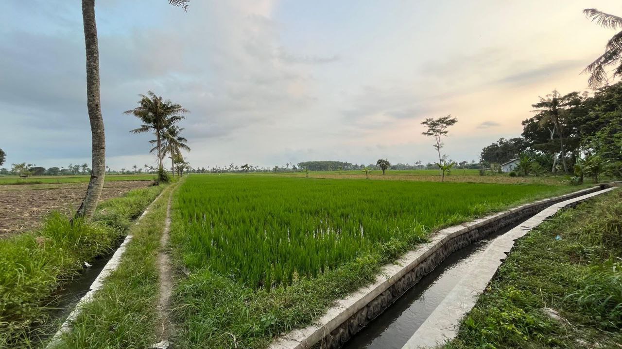 Dijual Tanah Sawah Produktif Dekat Jalan Raya di Krajan Klampokarum Tekung Lumajang - Thumbnail 3