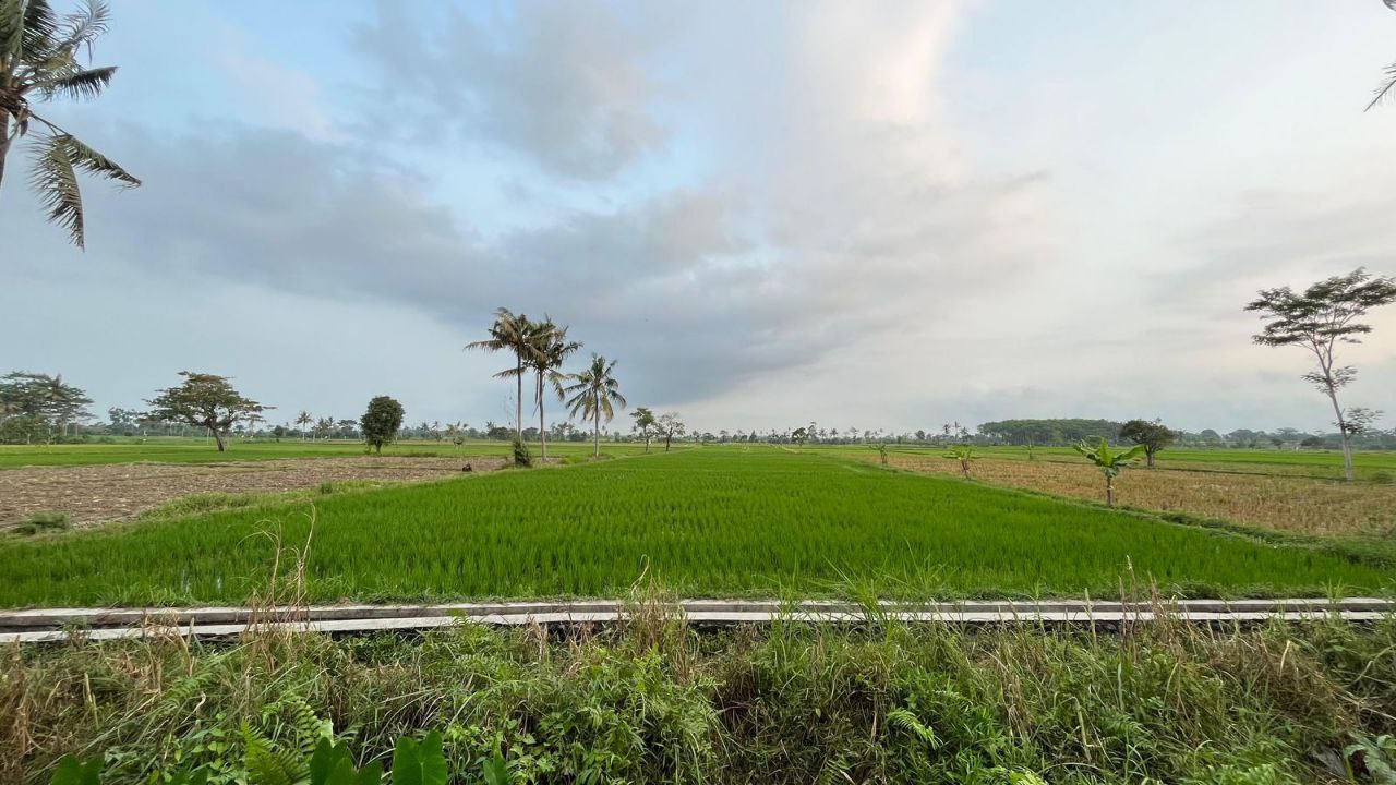 Dijual Tanah Sawah Produktif Dekat Jalan Raya di Krajan Klampokarum Tekung Lumajang - Thumbnail 2