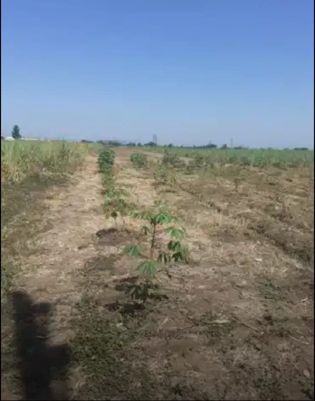 Dijual Tanah Sawah Produktif Lokasi Strategis di Dusun Winong Barat Mojoagung Jombang - Image 1