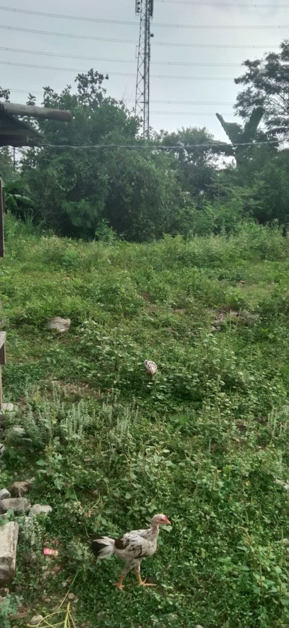 Dijual Tanah Strategis di Kembangan Selatan Jakarta Barat - Image 1