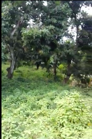 Dijual Tanah Luas di Desa Tlogo Sadang Paciran Lamongan - Thumbnail 3