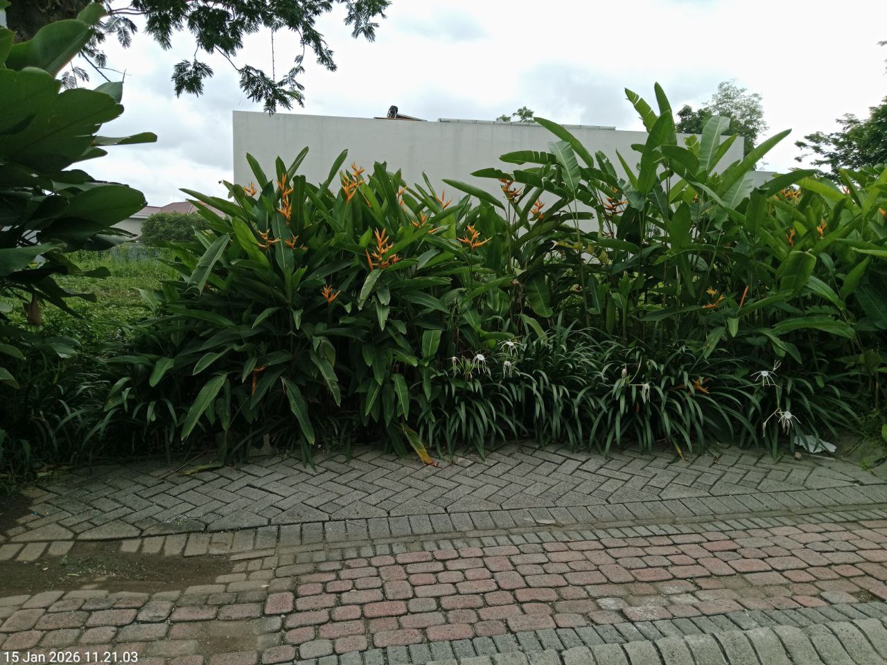 Dijual Tanah Luas di Raya Bukit Golf Citraland Surabaya Barat - Thumbnail 2