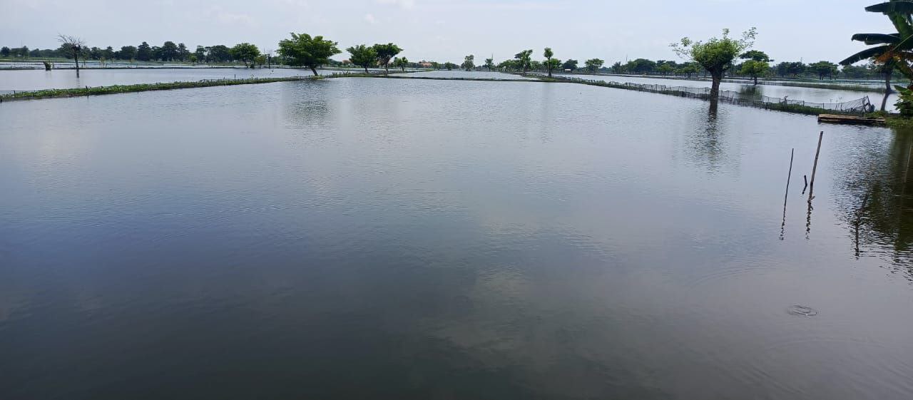 Dijual Tambak Luas di Karangbinangun Lamongan - Image 1