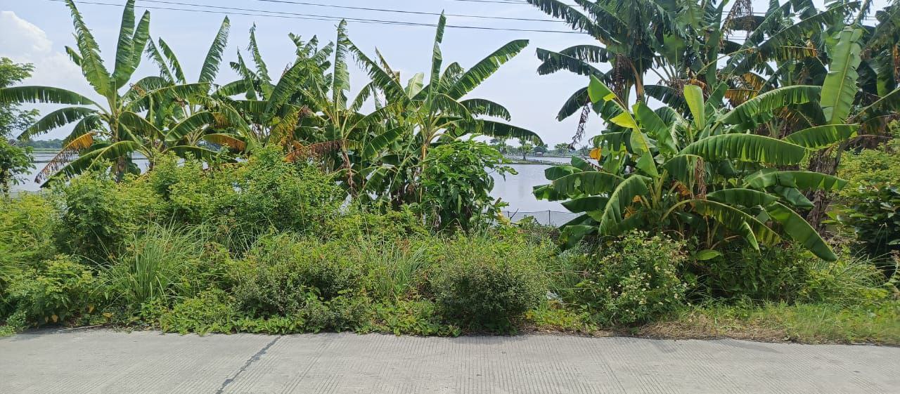 Dijual Tambak Luas di Karangbinangun Lamongan - Thumbnail 2
