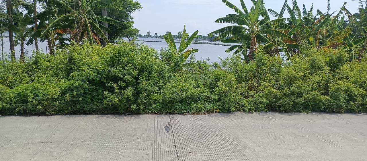 Dijual Tambak Luas di Karangbinangun Lamongan - Thumbnail 3