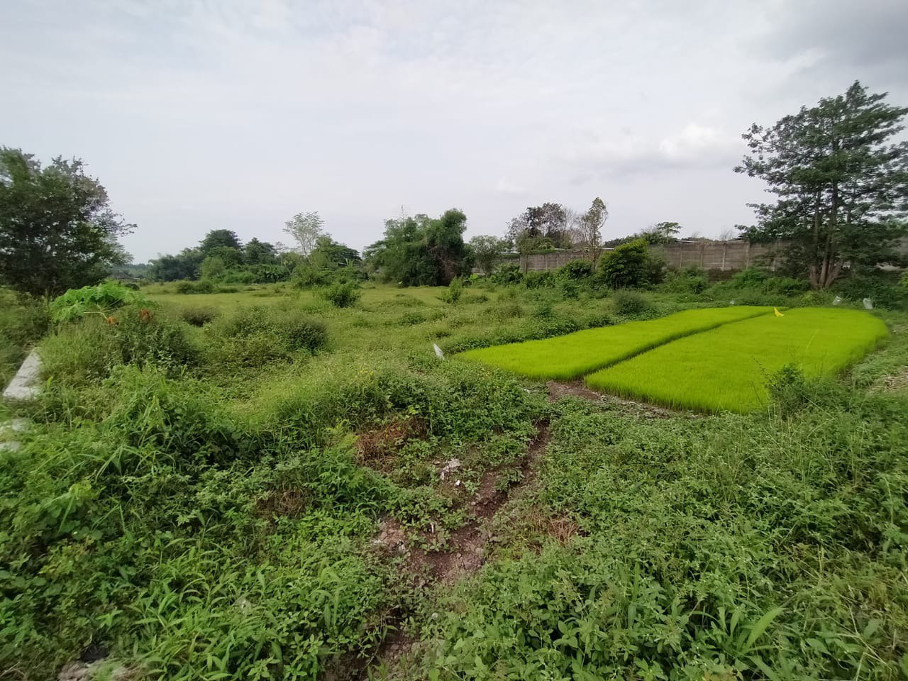 Dijual Tanah Luas Strategis di Dukuhsari Sukorejo Pasuruan - Thumbnail 4