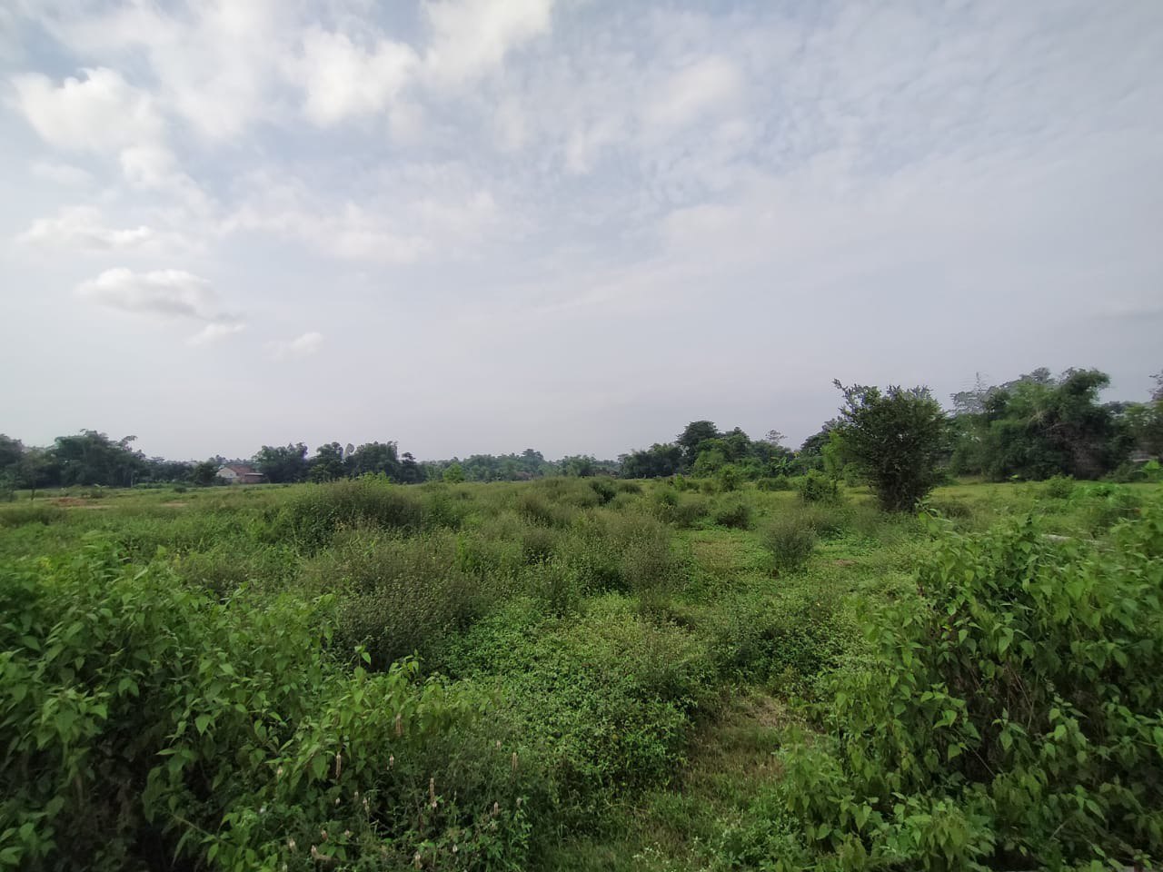 Dijual Tanah Luas Strategis di Dukuhsari Sukorejo Pasuruan - Thumbnail 5