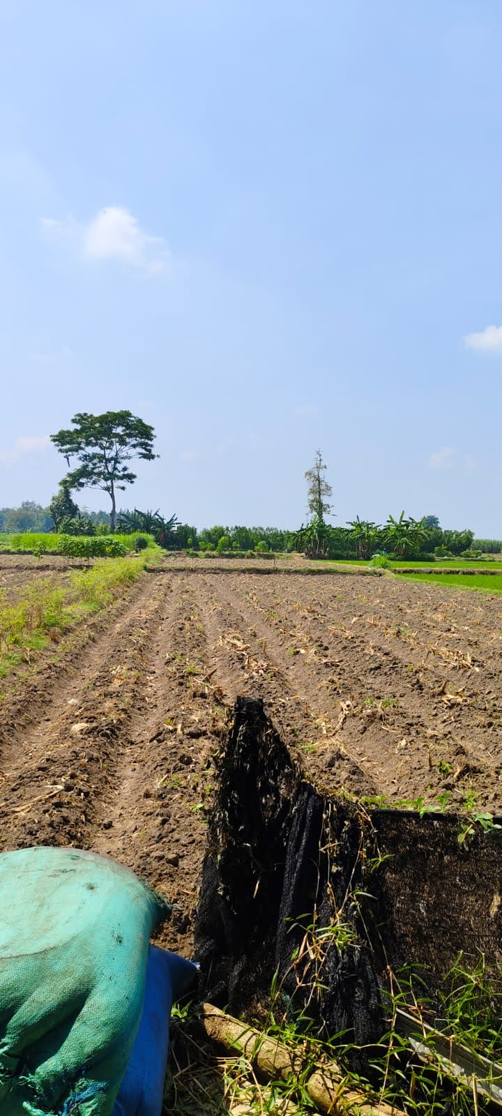 Dijual Murah Tanah Sawah Produktif Aktif di Kawasan Bringin – Pare, Jawa Tengah - Image 1