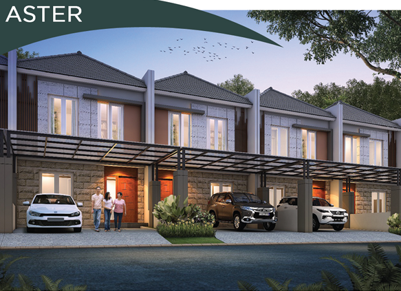 Aster - Gambar 1